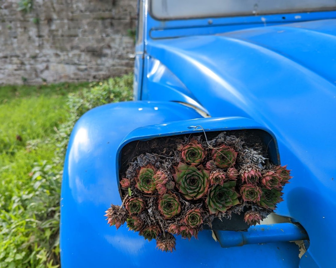 Ausrangierte Ente vor dem 2CV Museum. Die Ente ist knallblau lackiert und die Scheinwerfer sind bepflanzt