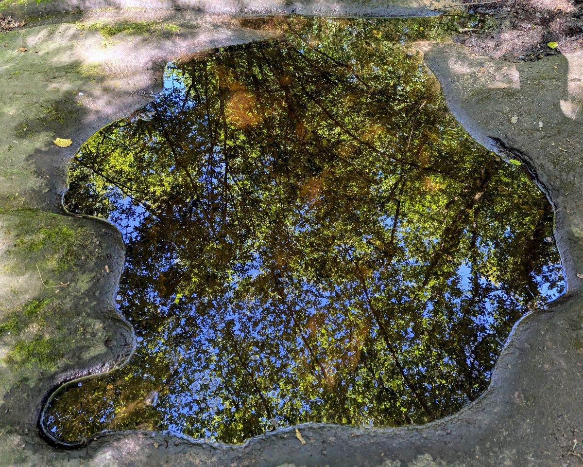 Bäume, die sich in einer große Pfütze spiegeln auf dem Boden drumherum sind Sonnenflecken