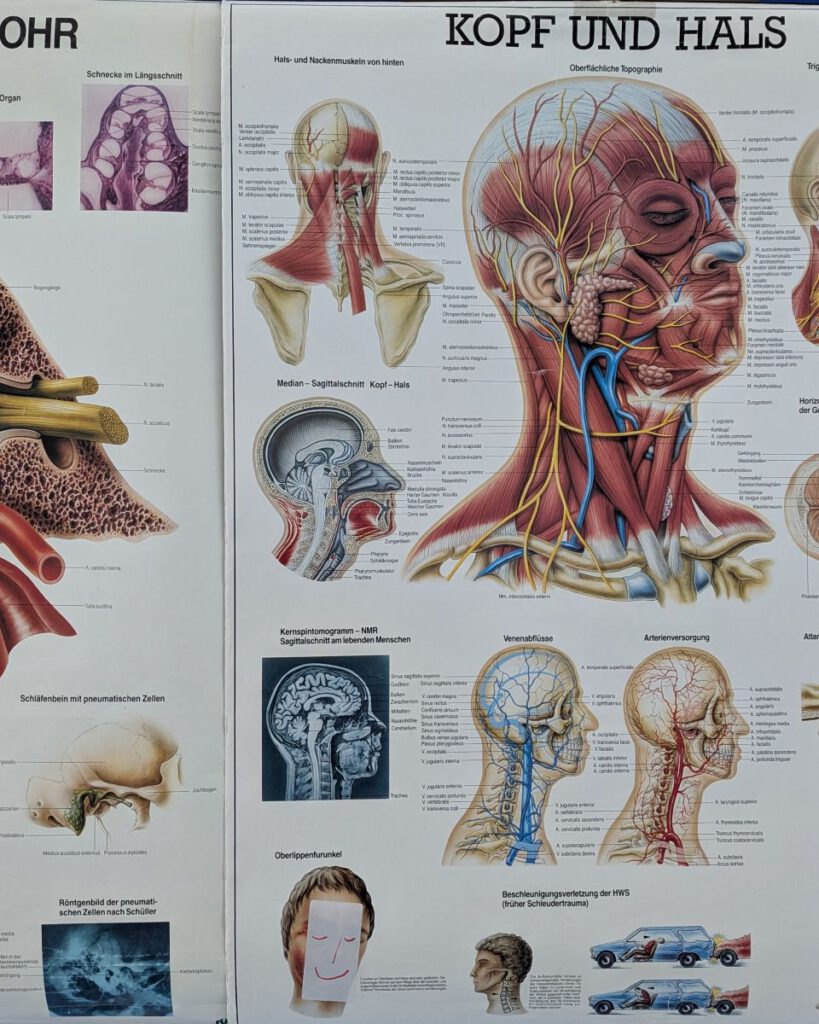Medizinische Schautafel von Kopf und Hals mit Muskelsträngen und Nervenbahnen. Eins der Bilder wurde mit einem Smilie überklebt.