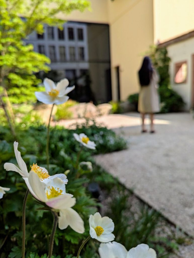 zarte weiße Frühlingsblüten im Garten des Goethehauses, im Hintergrund sieht man eine Frau fotografieren.