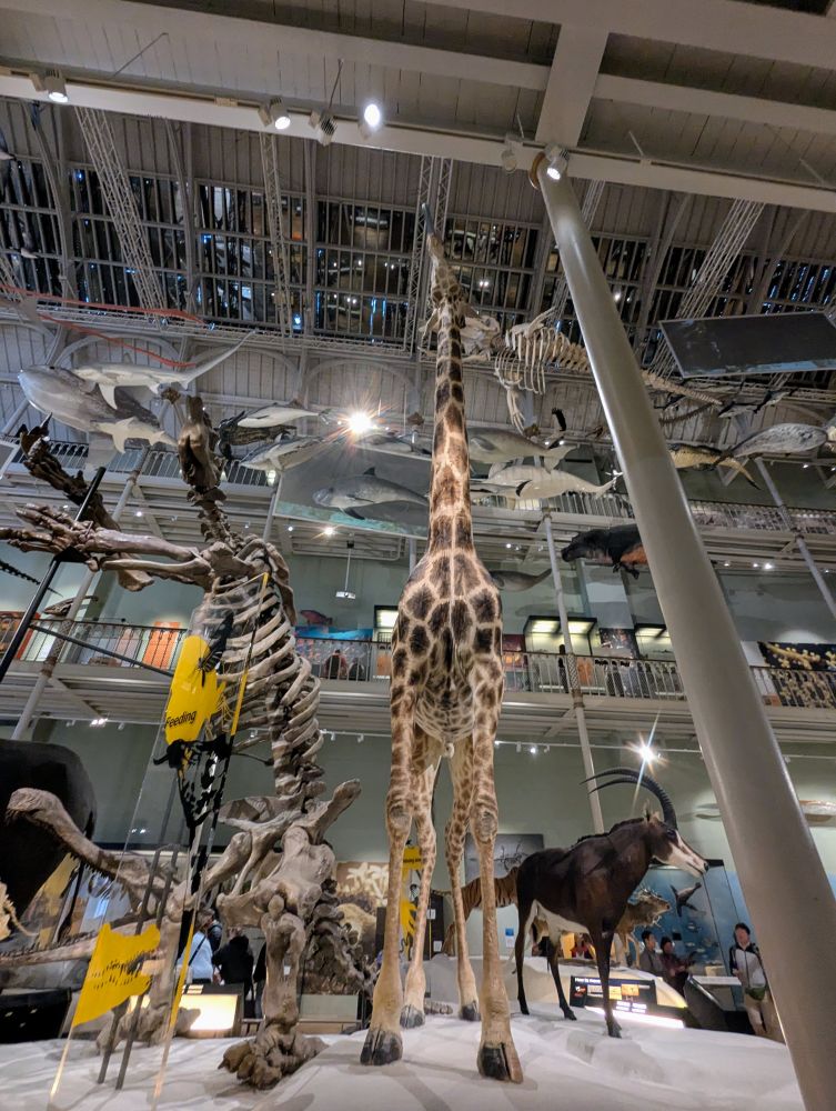 Im National Museum of Scotland gibt es auch eine Biologie-Abteilung mit vielen Modellen von Tieren, hier eine Giraffe, die ihre Zunge rausstreckt.