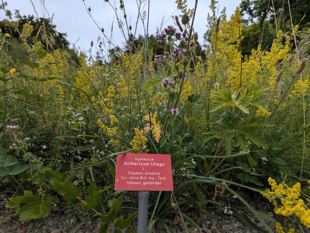 Nahaufnahme von gelben Blüten, davor steht ein rotes Sortenschild mit der Aufshcrift Trauben-Graslilie.