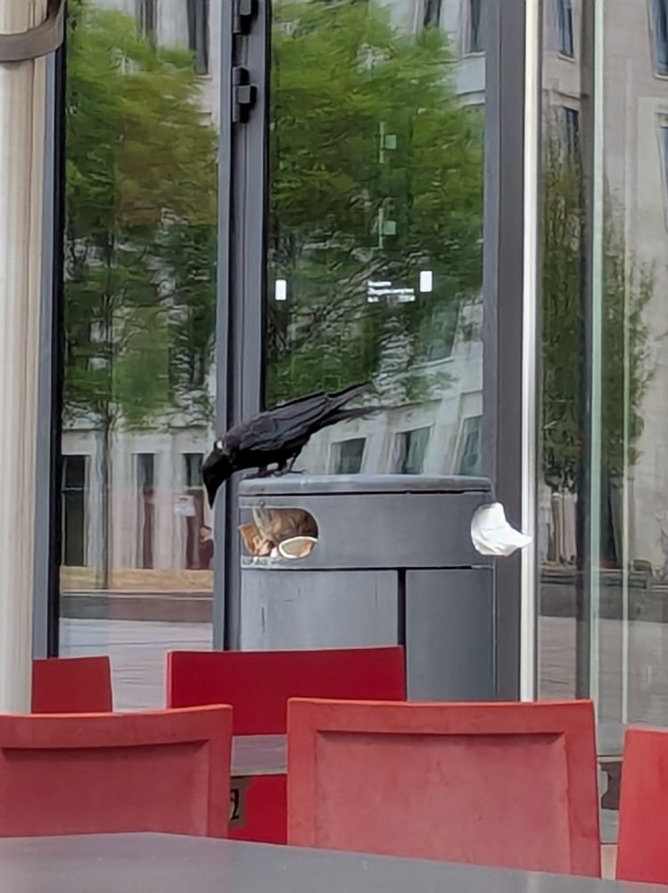 Eine Krähe beim Durchstöbern eines Müllcontainers.