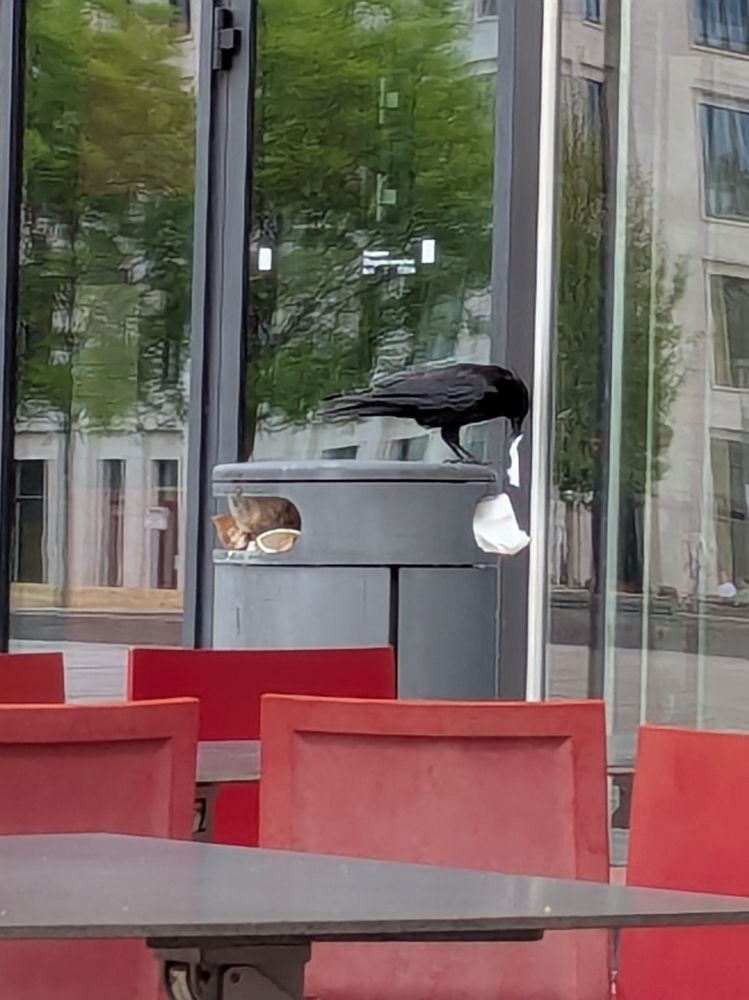 Eine Krähe auf einem Müllcontainer, die dabei ist, eine Papiertüte aus dem Müll zu fischen.