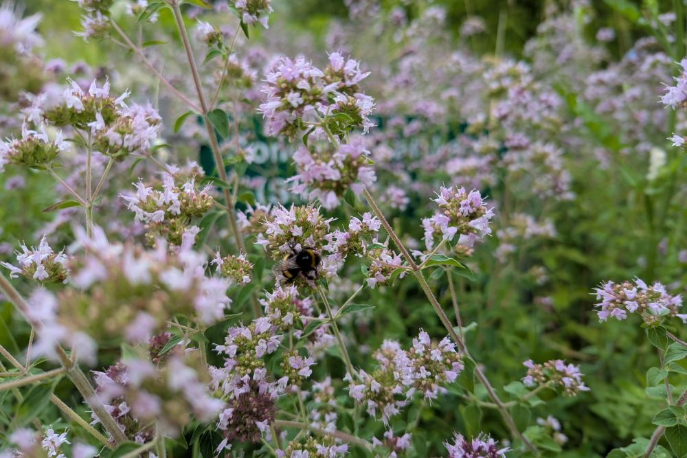 Nahaufnahme von einer Hummel inmitten von lila Oregano.
