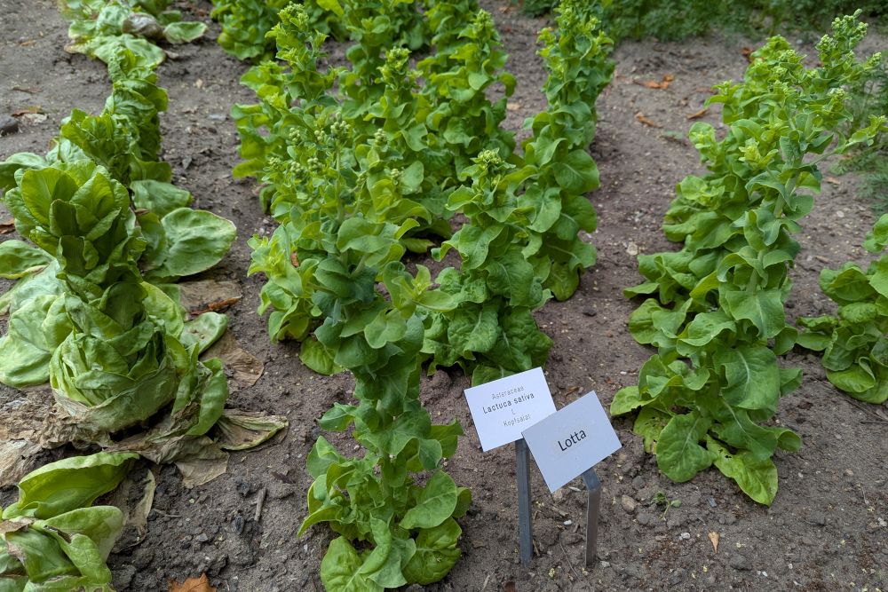 Hochgeschossener Salat, noch ganz grün.