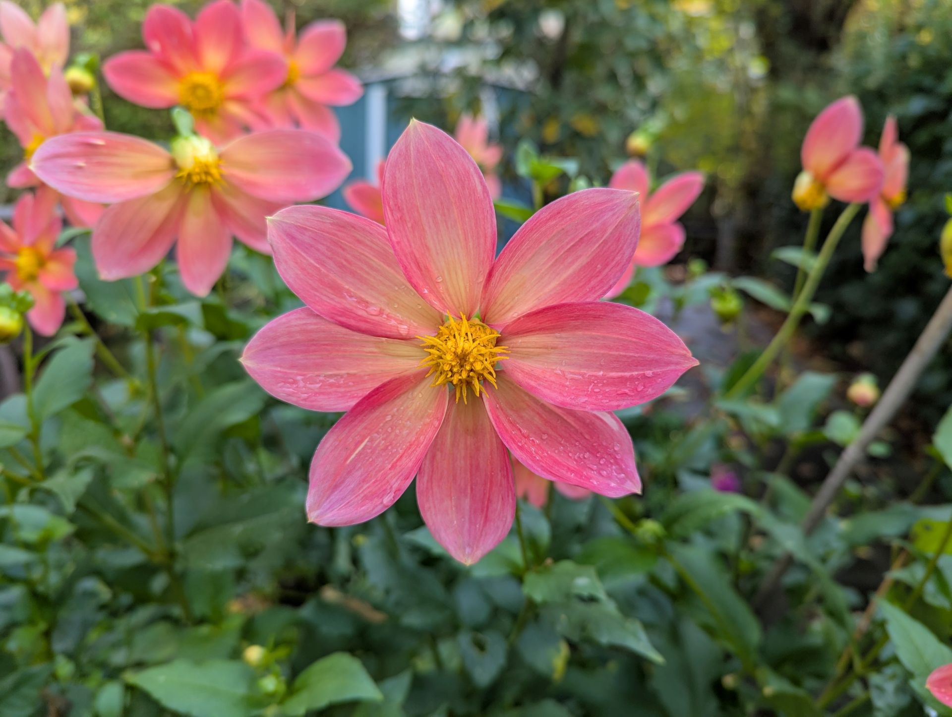 Die Gartenstadt Riederwald - hier ein Bild aus einem der liebevoll gepflegten Gartenstreifen.
