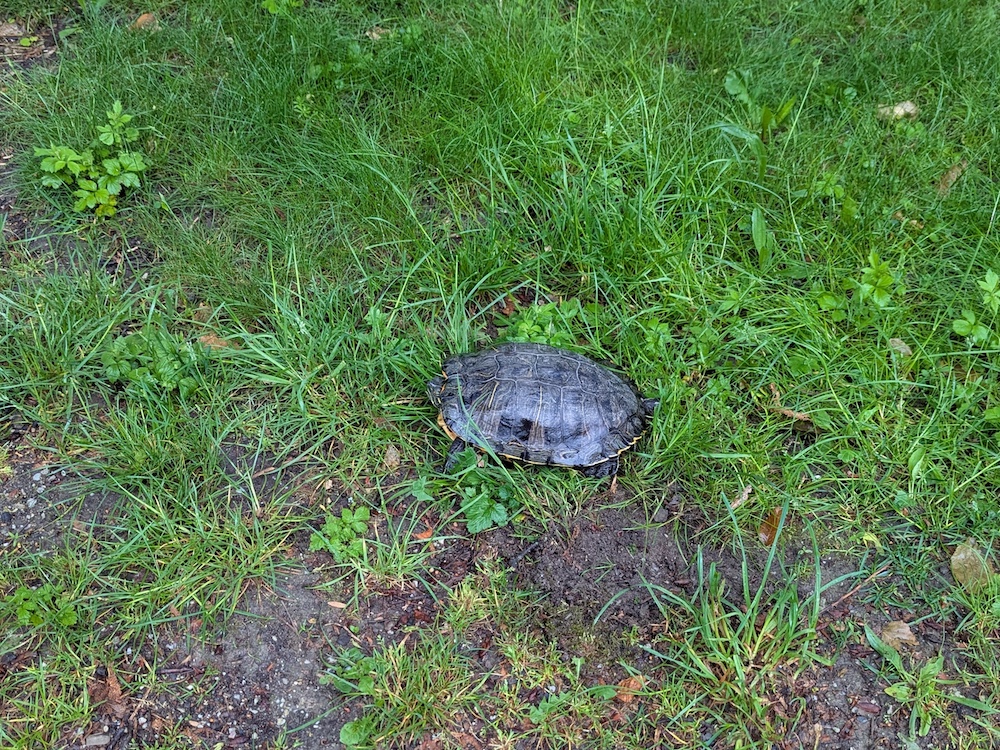 Schildkröte im frankfurter Ostpark