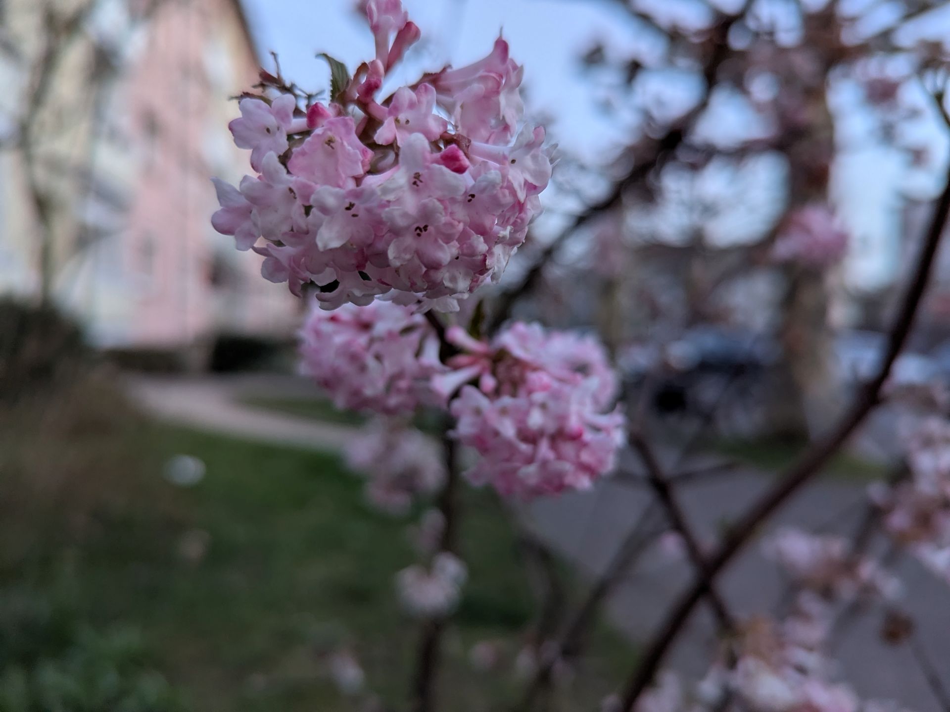 Videoschnitt und Cheesecake-Creme #WMDEDGT
